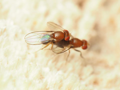 Chymomyza procnemoides