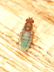 Microdrosophila quadrata