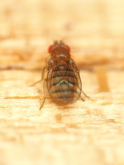Microdrosophila quadrata