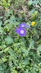 Phacelia patuliflora