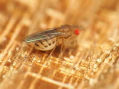 Microdrosophila quadrata
