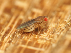 Microdrosophila quadrata