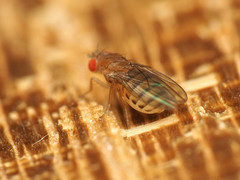 Microdrosophila quadrata