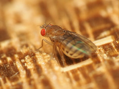 Microdrosophila quadrata