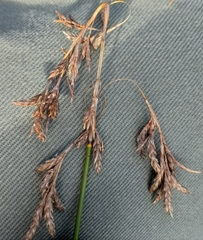 Thamnochortus muirii