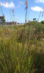 Thamnochortus muirii