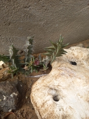 Orbea carnosa keithii