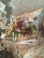 Orbea carnosa keithii