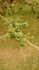 Enterolobium