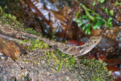 Anolis cobanensis