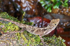 Anolis cobanensis