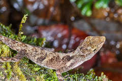 Anolis cobanensis