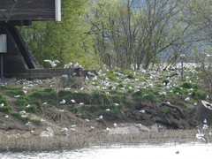 Chroicocephalus ridibundus