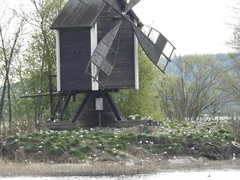 Chroicocephalus ridibundus