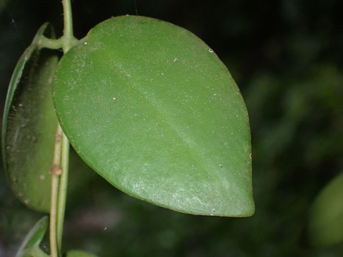 Aeschynanthus radicans, photograph 3