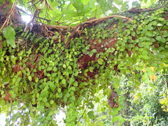 Aeschynanthus radicans