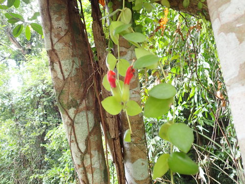 Aeschynanthus radicans, photograph 2