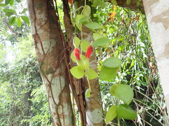 Aeschynanthus radicans, photograph (c) luluchouette, some rights reserved (CC BY)