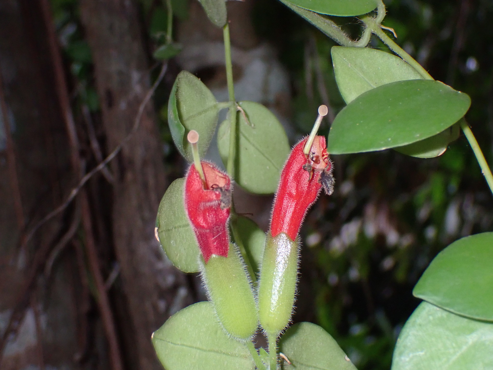 Aeschynanthus Radicans (Aeschynanthus radicans)