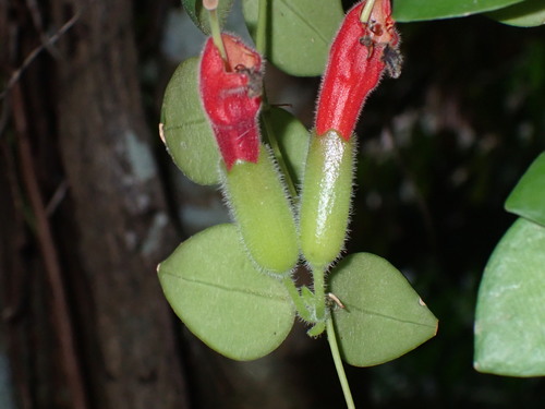 Aeschynanthus radicans, photograph 4