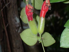 Aeschynanthus radicans, photograph (c) luluchouette, some rights reserved (CC BY)