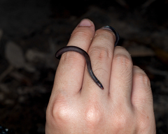 Pseudorabdion longiceps