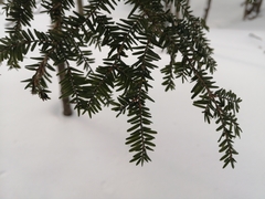 Tsuga canadensis