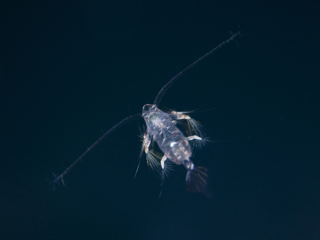 Augaptilidae