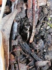 Notiophilus quadripunctatus