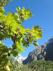 Ribes biebersteinii