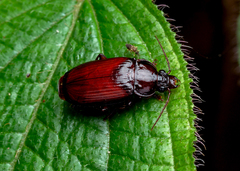 Orthogoniinae