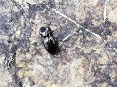 Notiophilus quadripunctatus