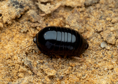 Perisphaerus