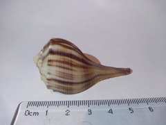 Fulguropsis spirata