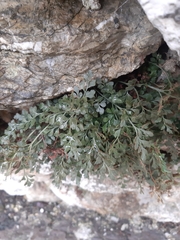 Asplenium ruta-muraria