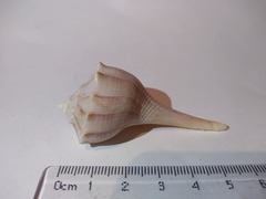 Sinistrofulgur sinistrum