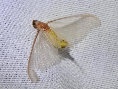 Polymitarcyidae