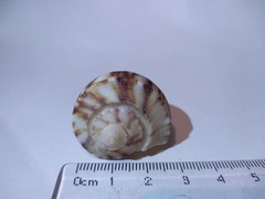 Fulguropsis spirata
