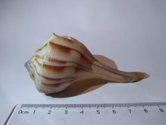 Sinistrofulgur pulleyi