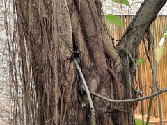 Anolis sagrei