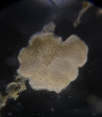 Cibicididae