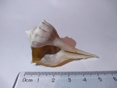 Sinistrofulgur sinistrum