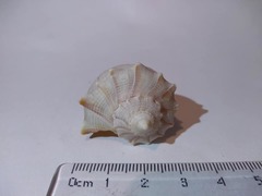 Sinistrofulgur sinistrum