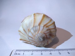 Sinistrofulgur pulleyi