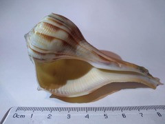 Sinistrofulgur pulleyi