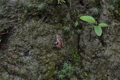 Pristimantis cajamarcensis