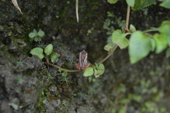 Pristimantis cajamarcensis