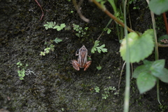 Pristimantis cajamarcensis
