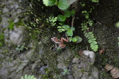 Pristimantis cajamarcensis