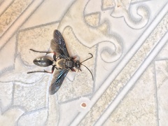 Sphex opacus